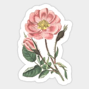 Pink Rose Flower Vintage Illustration Sticker